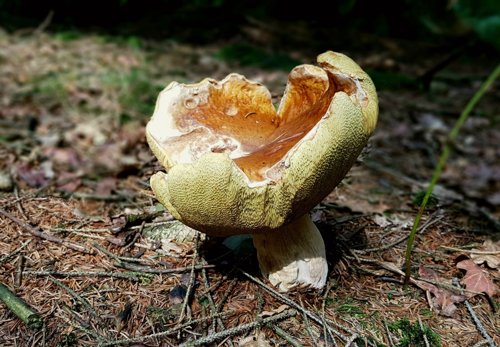 Samsung Galaxy S7 sample photo. Mushroom, cep, forest photography