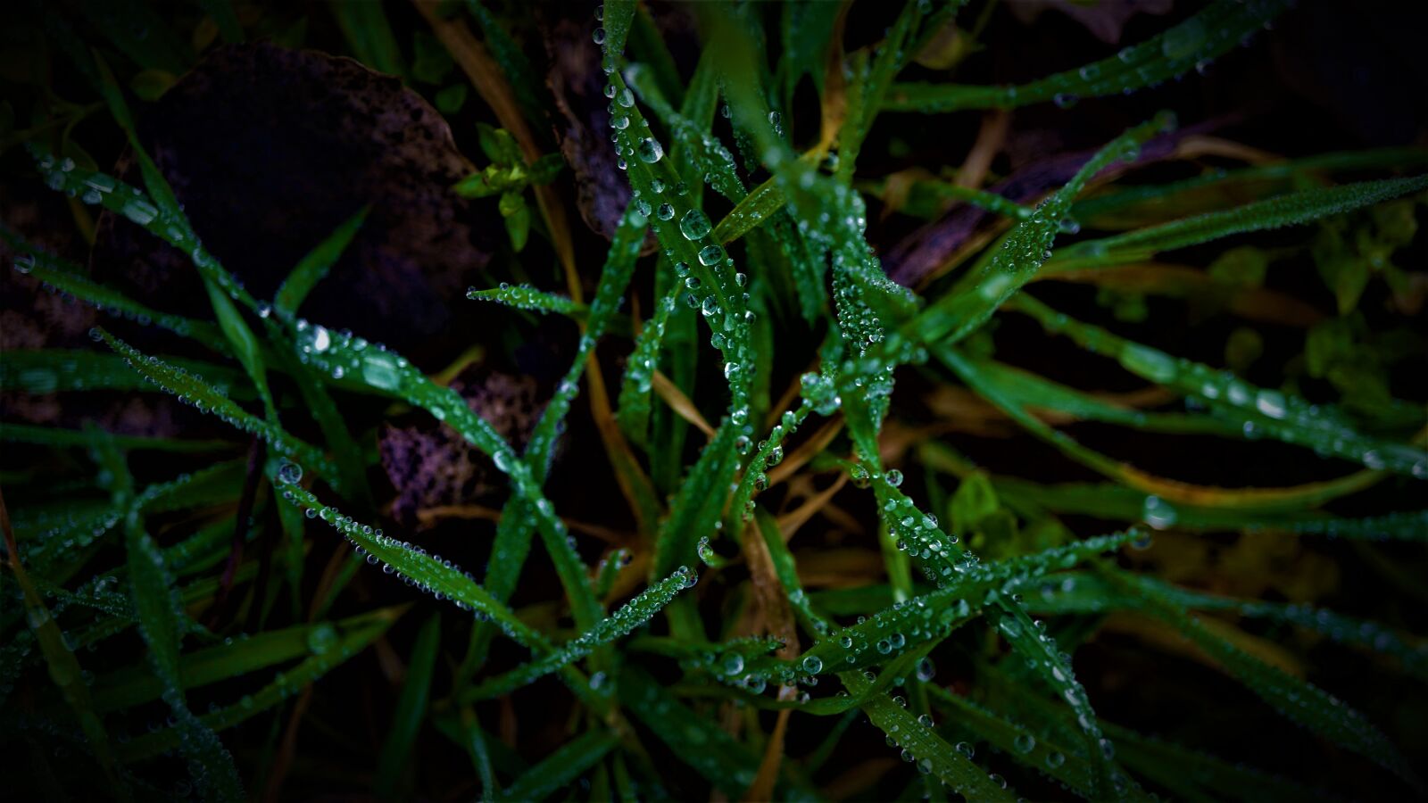 Sony E 30mm F3.5 Macro sample photo. Nature, beauty, rainy weather photography