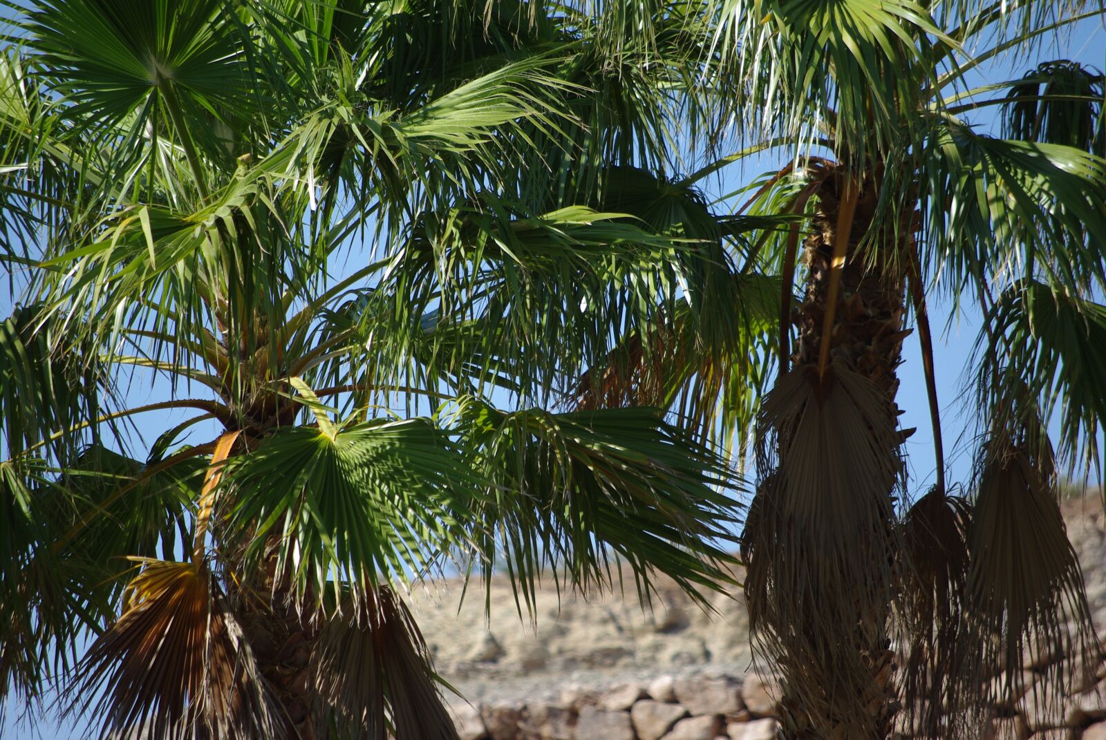 Pentax K200D sample photo. Trees, palm trees, palm photography