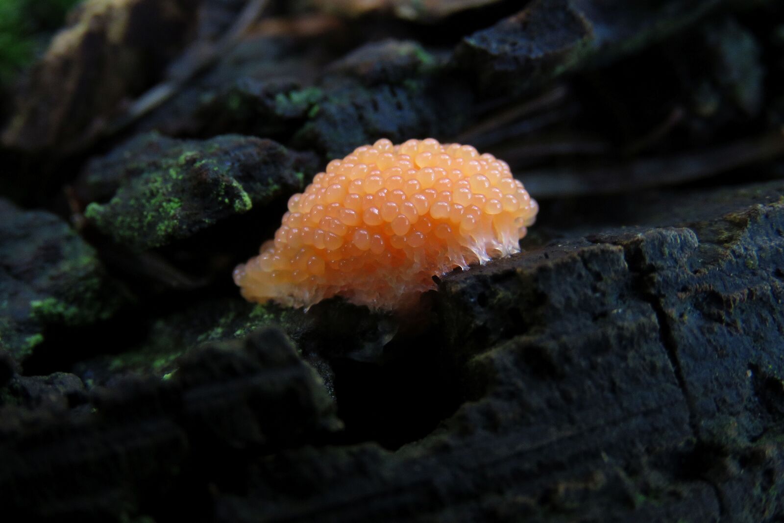 Canon PowerShot SX60 HS sample photo. Fungi, forrest, nature photography