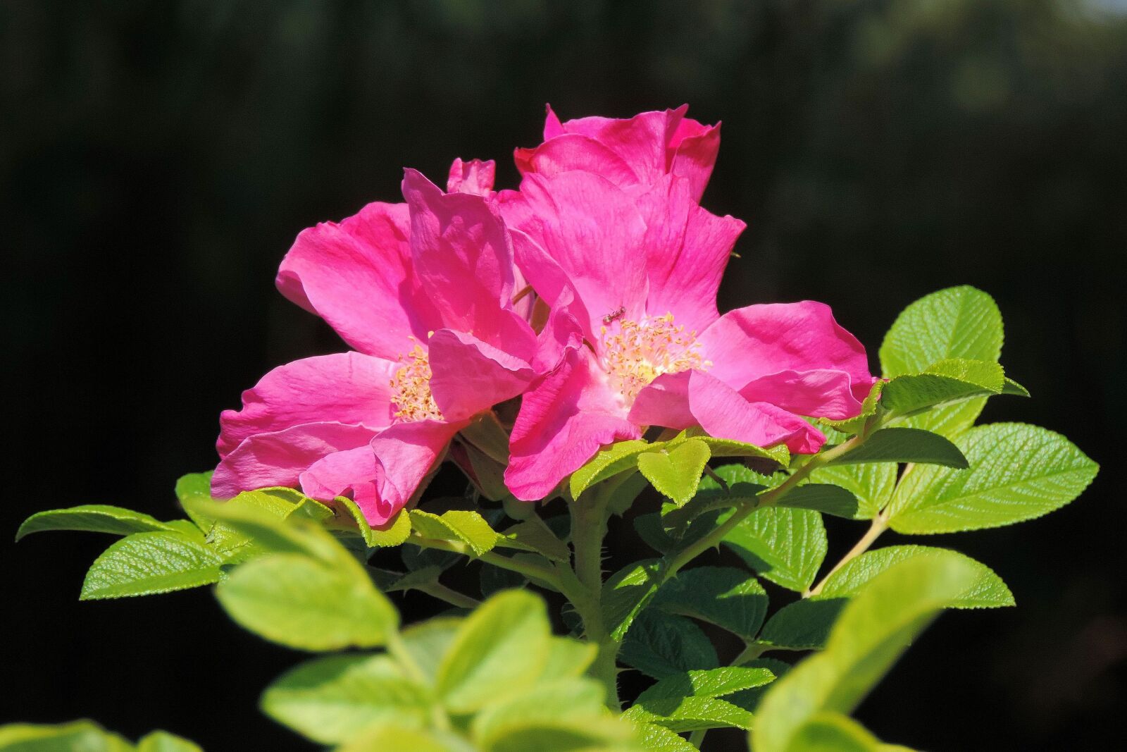 Nikon Coolpix P520 sample photo. Wild rose, rose hip photography