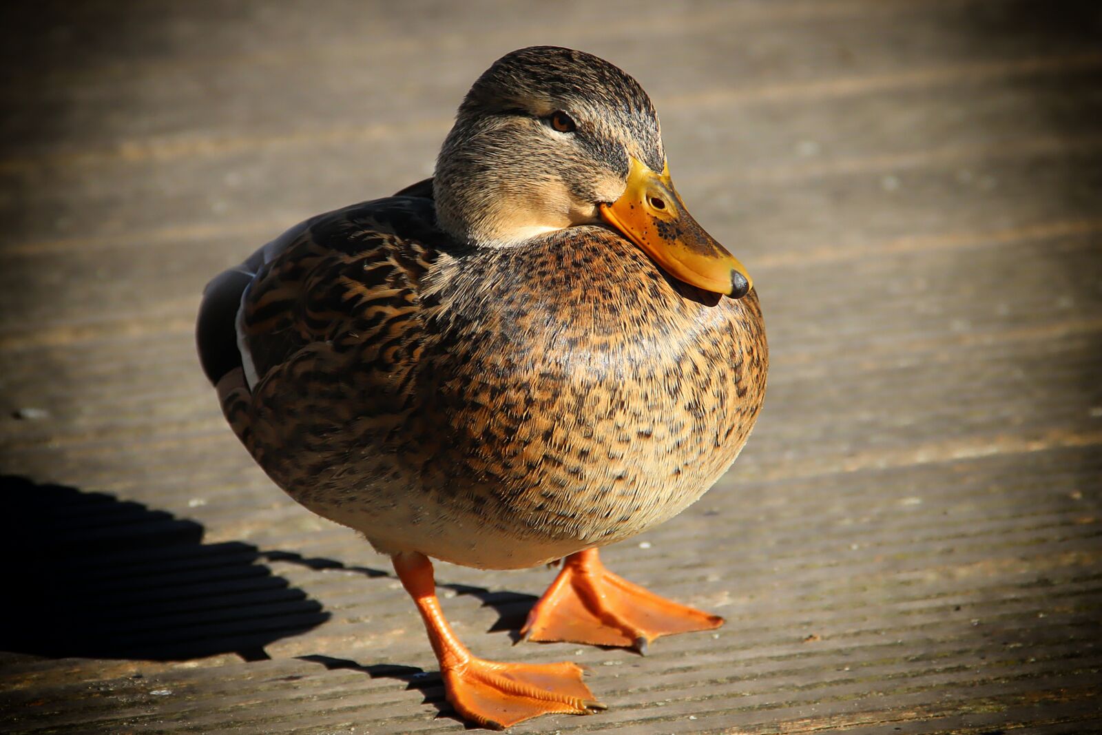 Canon EOS 600D (Rebel EOS T3i / EOS Kiss X5) sample photo. Duck, bird, web photography