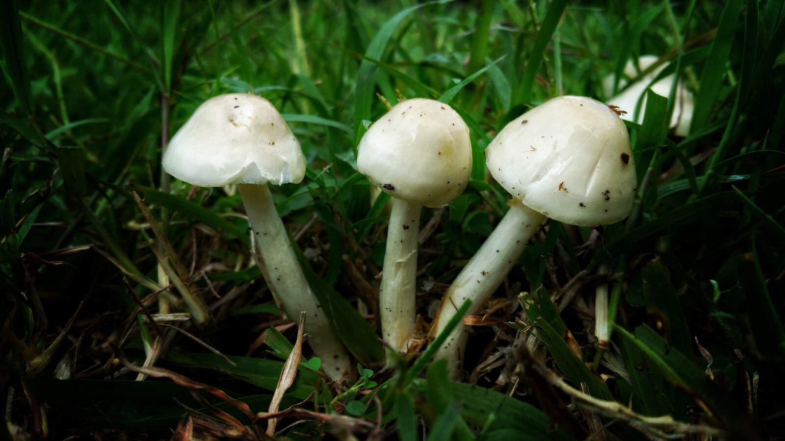 Samsung Galaxy Note4 sample photo. Mushrooms, triple, fungus photography