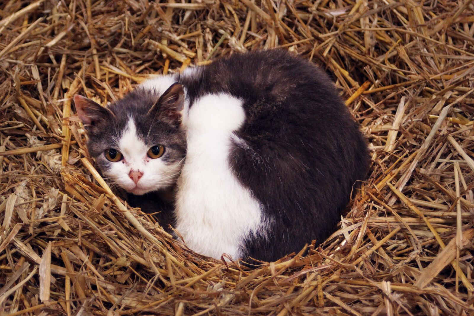 Canon EOS 500D (EOS Rebel T1i / EOS Kiss X3) sample photo. Farm, cat, hay photography