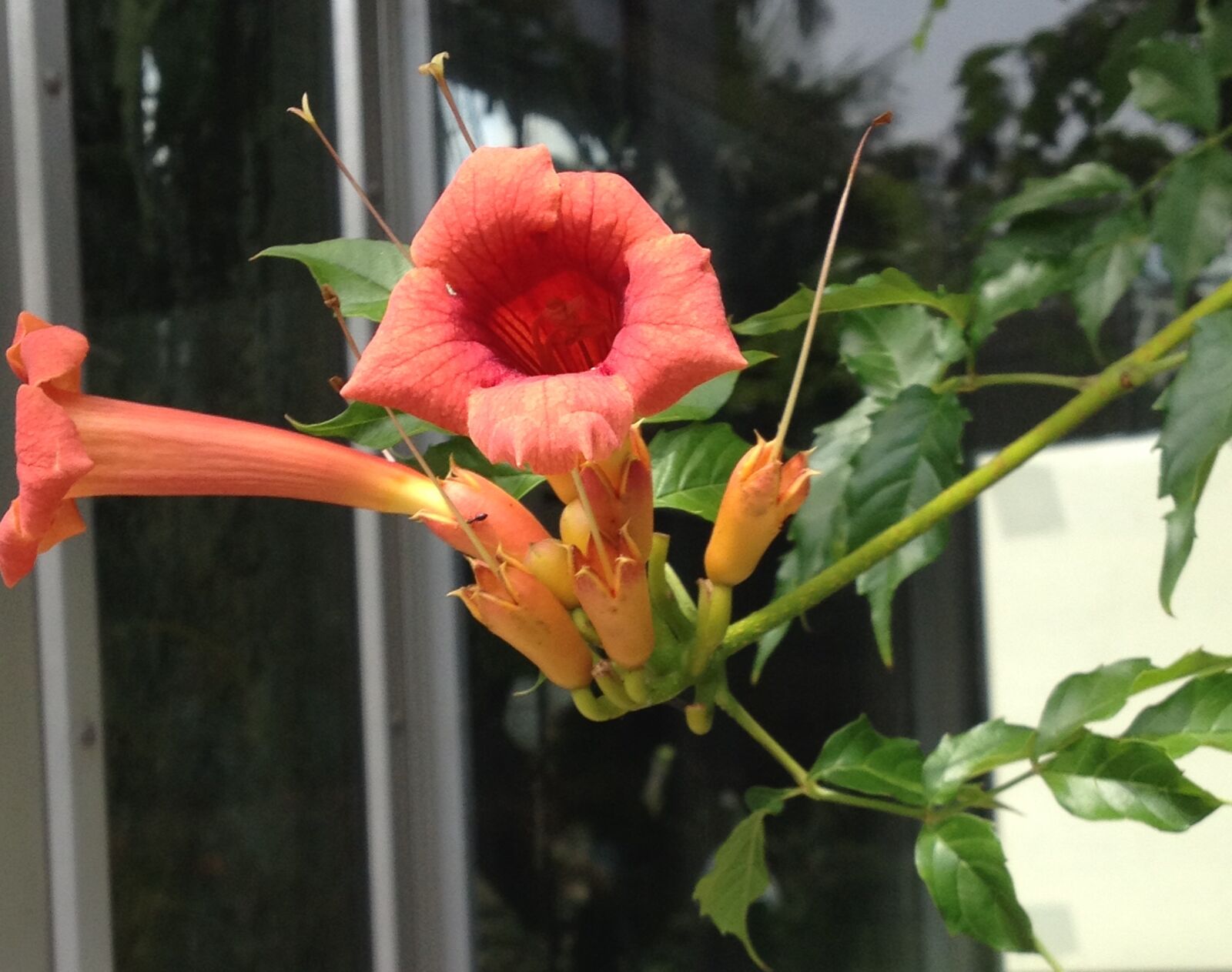 Apple iPhone 4S sample photo. Flowers, plants, nature photography