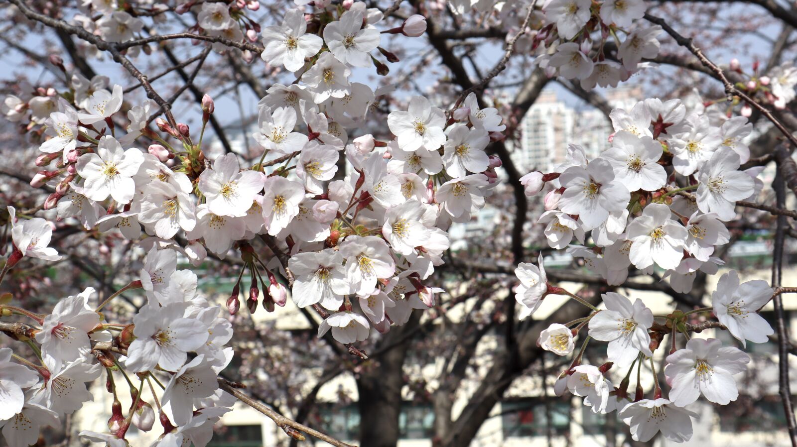 Canon EF-M 15-45mm F3.5-6.3 IS STM sample photo. Cherry blossoms, pink, petals photography