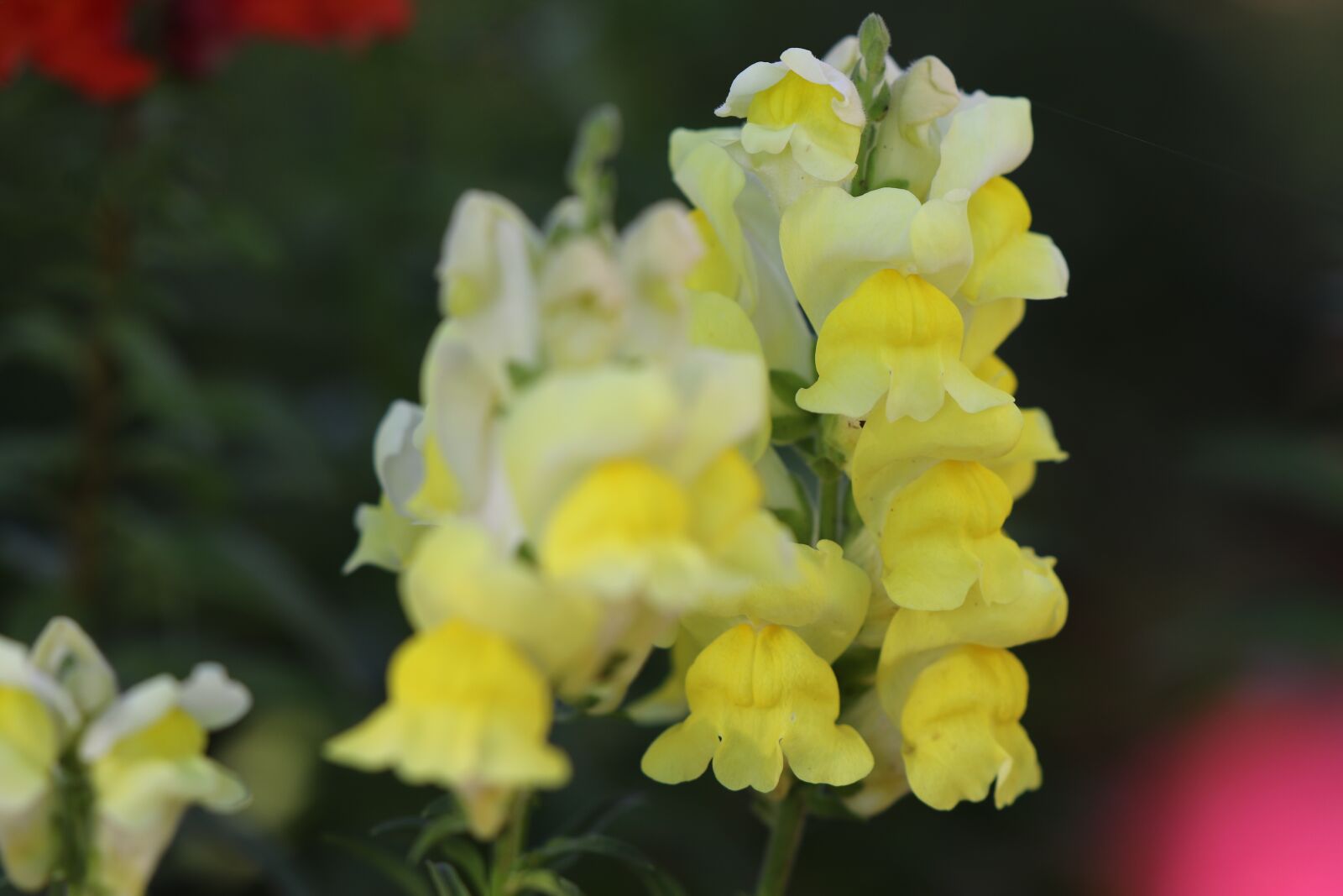 Tamron SP 70-200mm F2.8 Di VC USD G2 sample photo. Flower, snapdragon, bloom photography