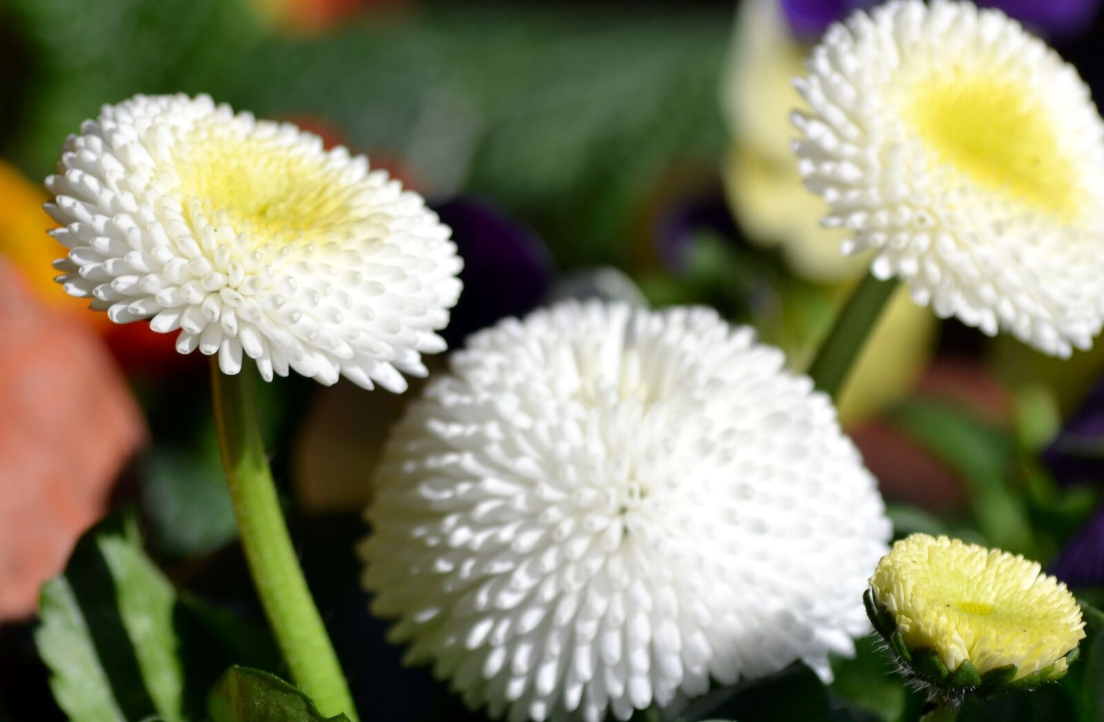 Nikon D3100 sample photo. Nature, flower, plant photography