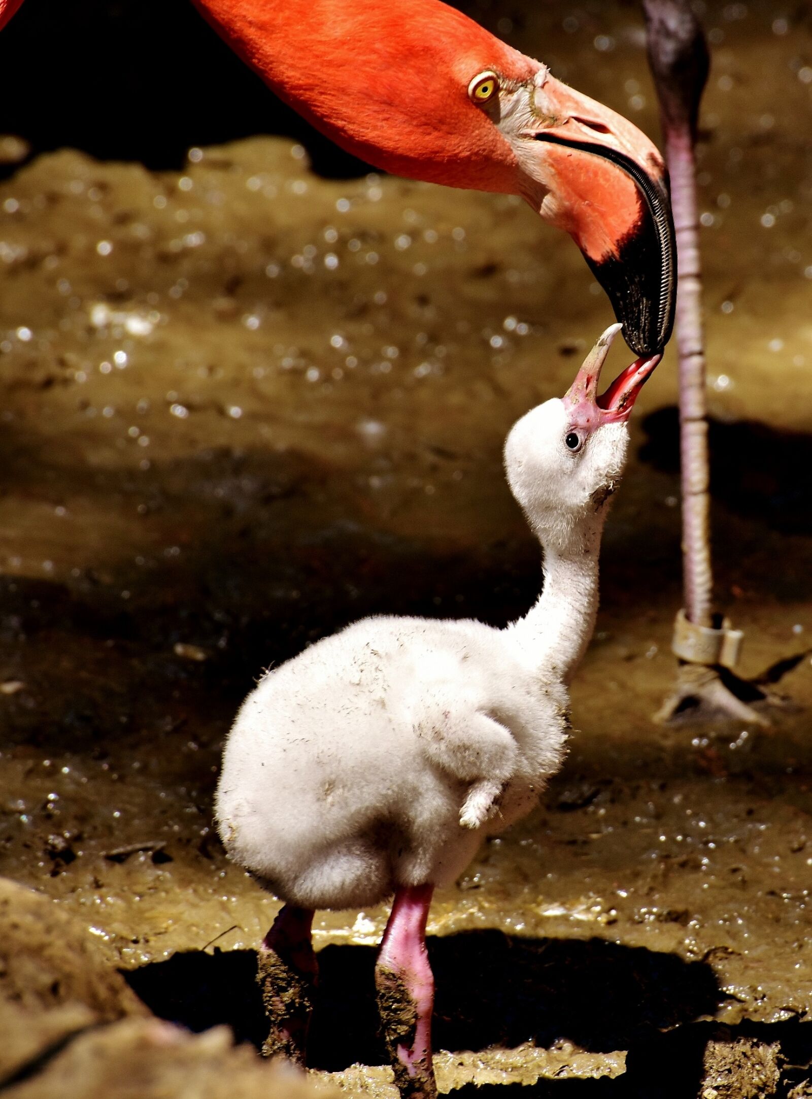 Nikon D7200 sample photo. Flamingos, chicks, cute photography