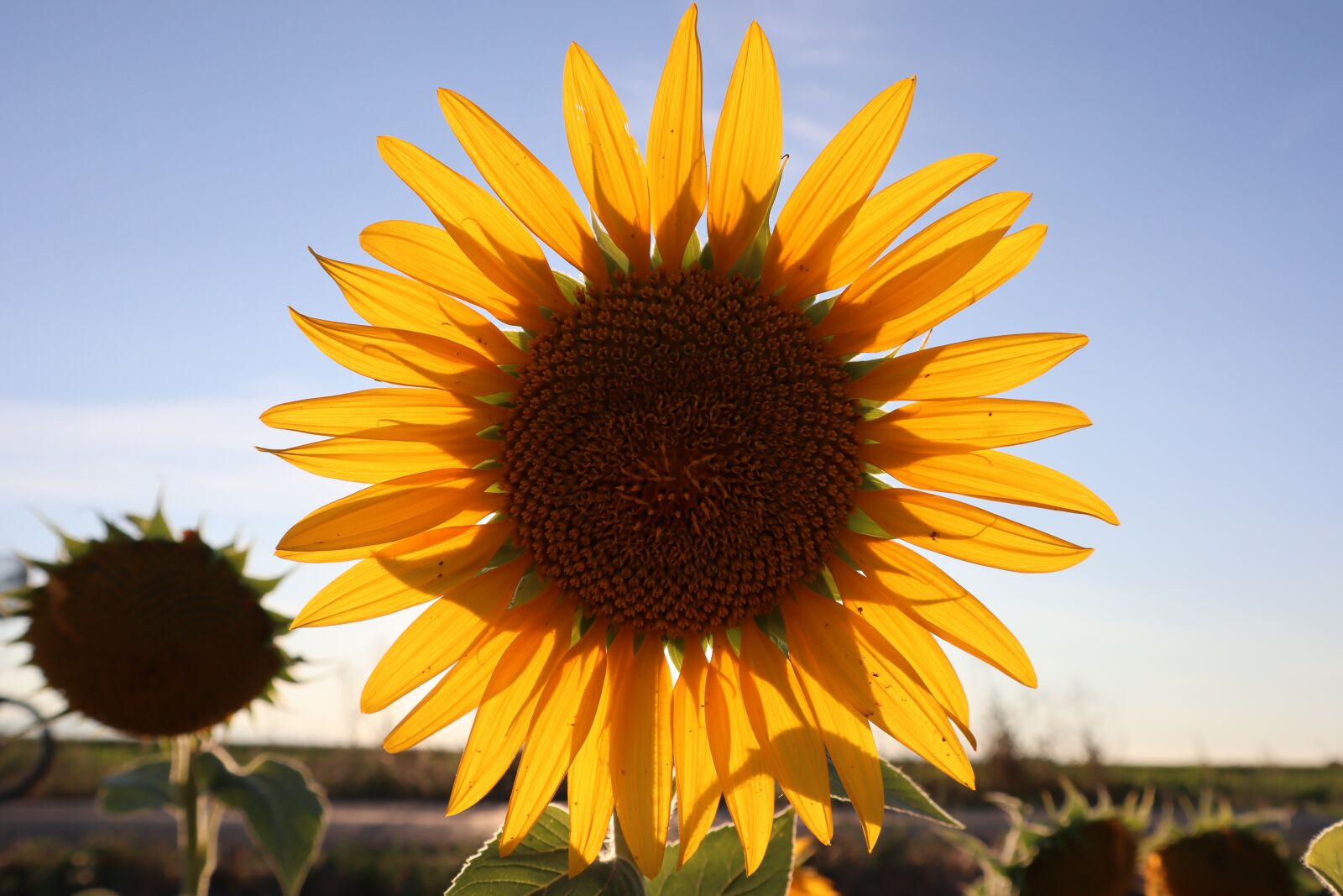 Canon EF-M 15-45mm F3.5-6.3 IS STM sample photo. Sunflower, yellow flower, flower photography