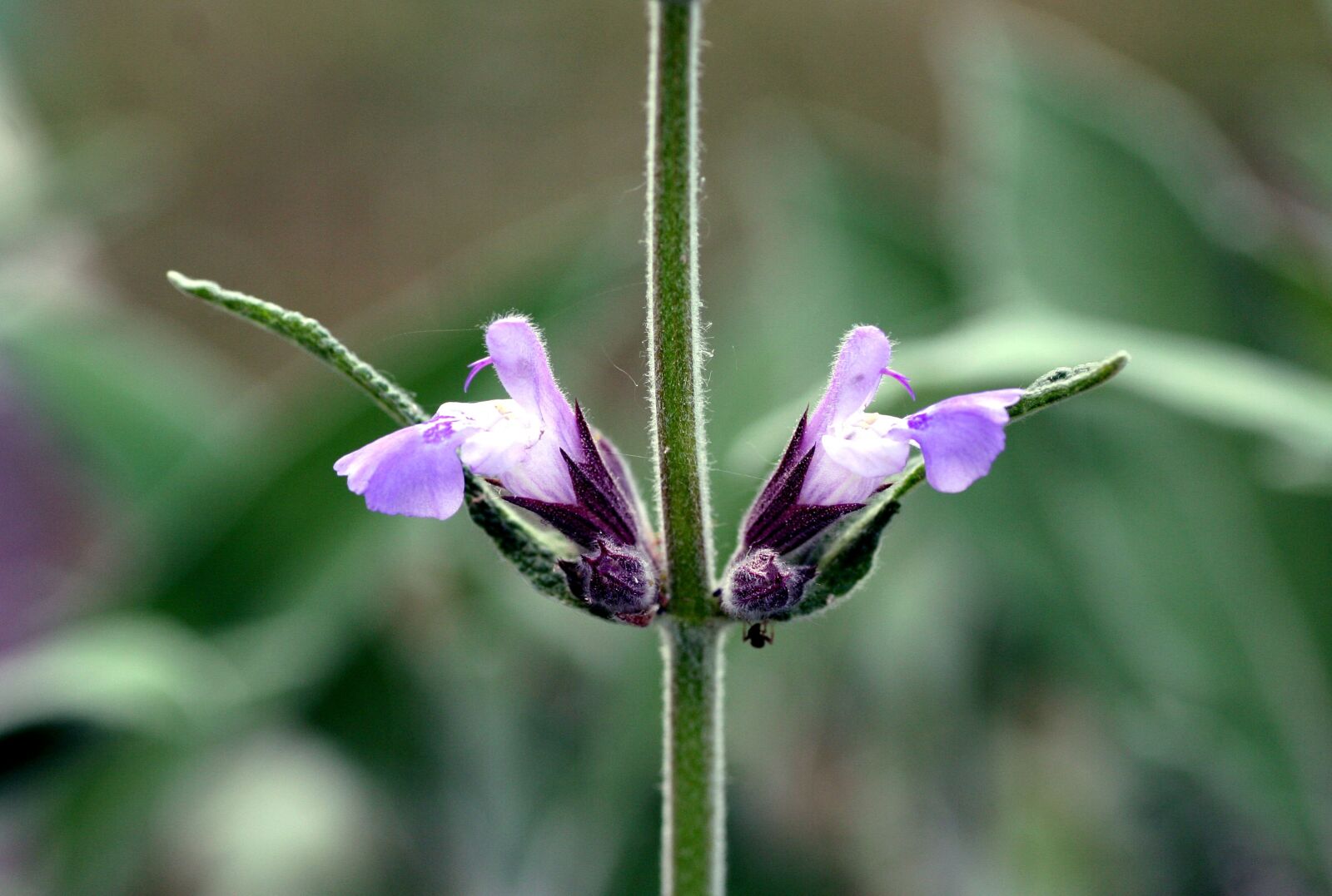 Canon EOS 350D (EOS Digital Rebel XT / EOS Kiss Digital N) sample photo. Flower, sage, garden photography