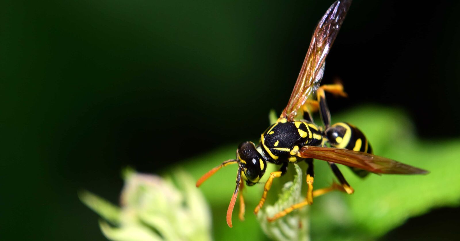Nikon D3300 sample photo. Animal, insect, wildlife, nature photography