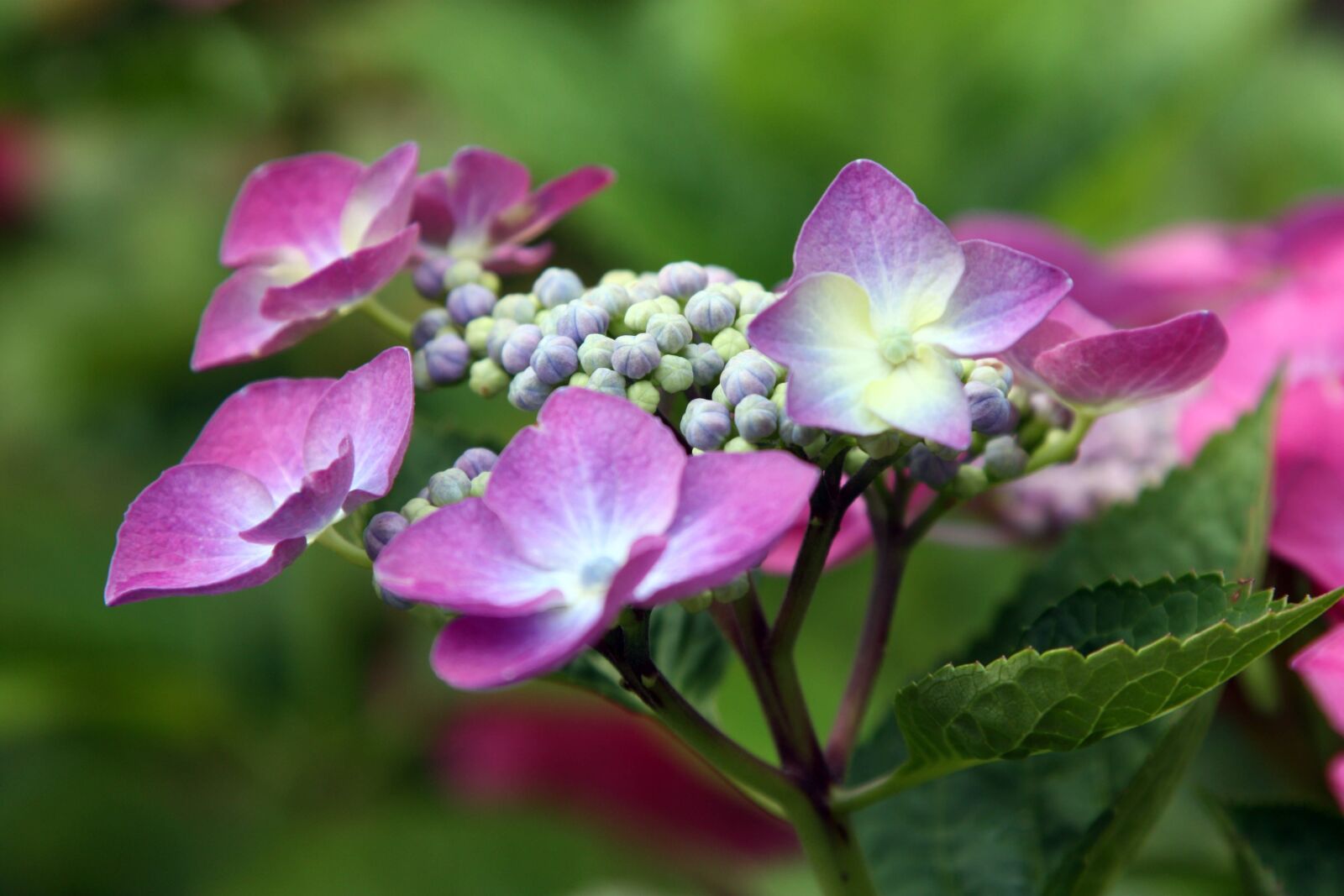 Canon EOS 450D (EOS Rebel XSi / EOS Kiss X2) sample photo. Nature, impression, hydrangea photography