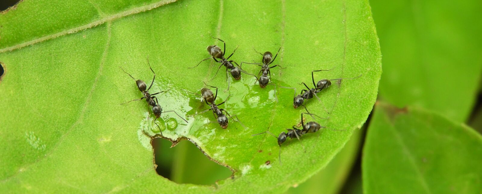 Nikon Coolpix B700 sample photo. Insects, macro, ants photography