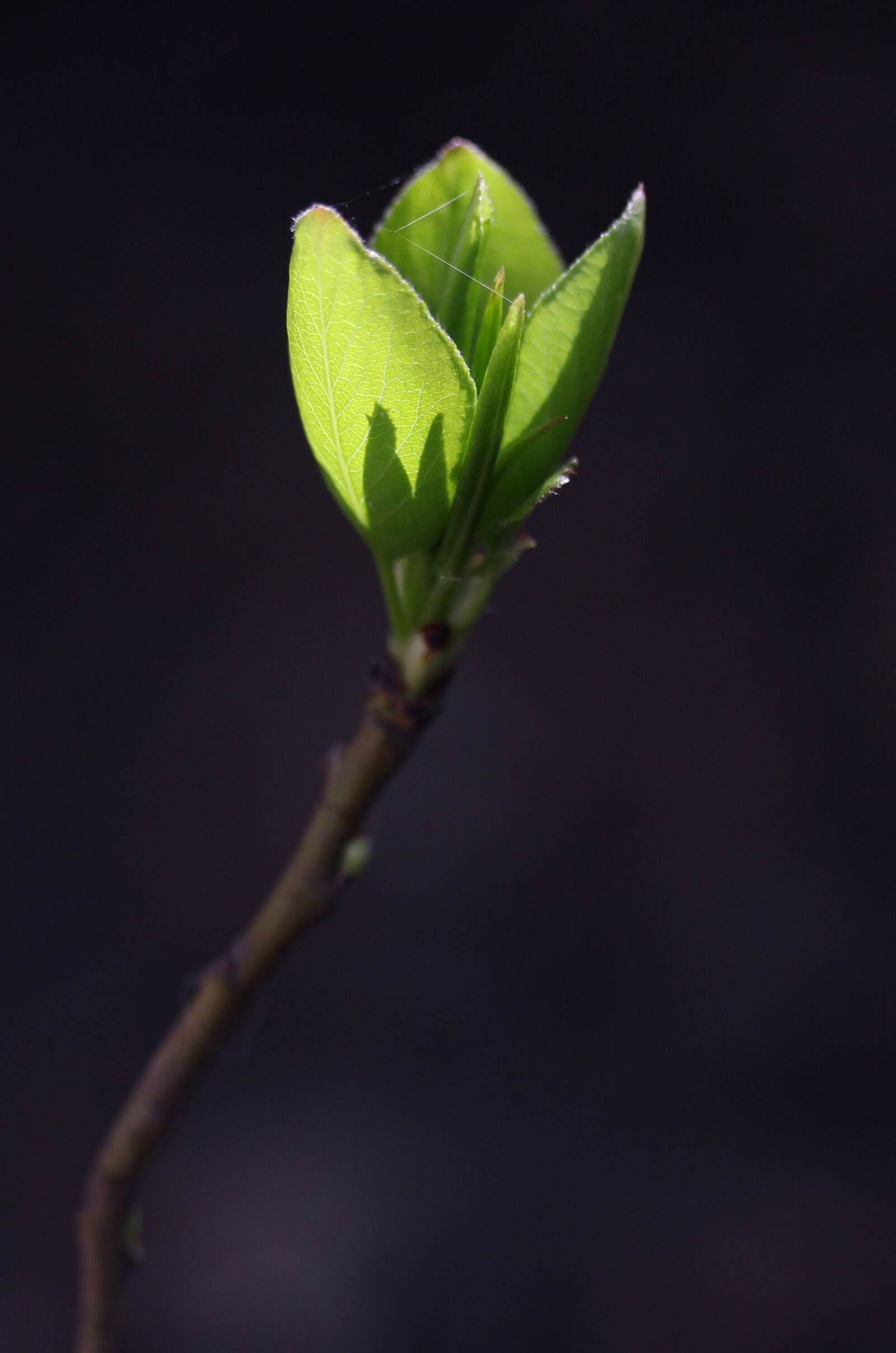 Canon EF-S 60mm F2.8 Macro USM sample photo. Leaves, green, branch photography