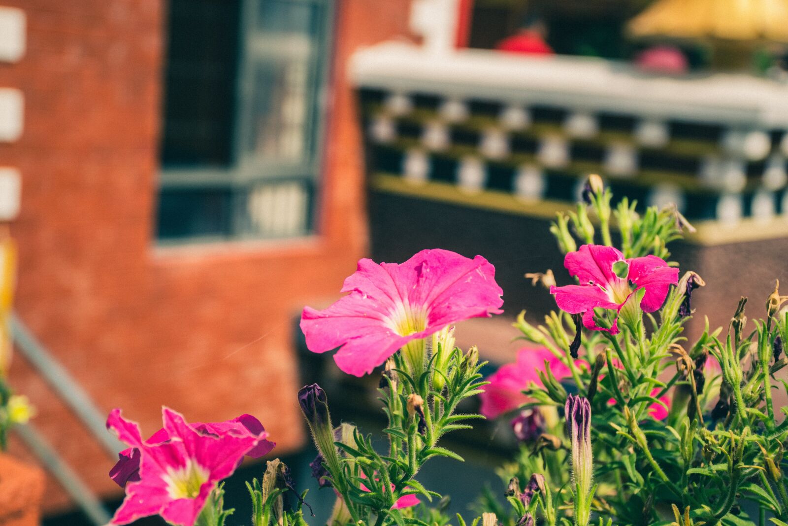 Nikon D5300 sample photo. Flowers, nature, floral photography