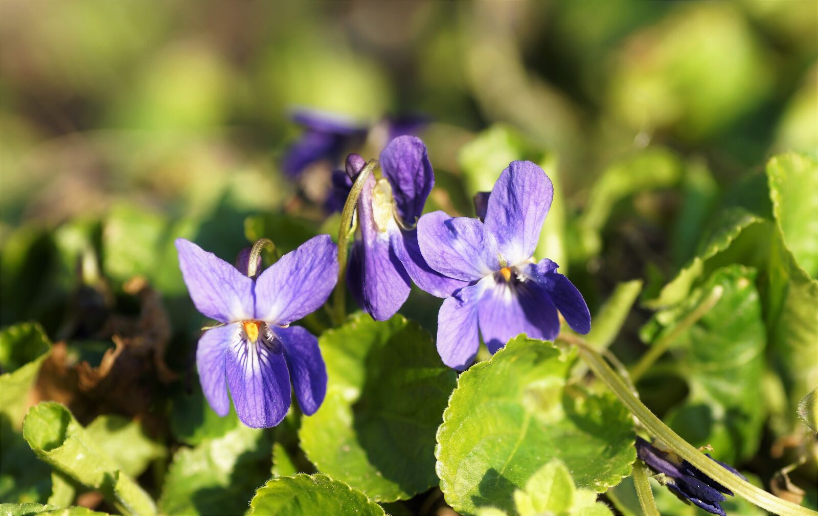 Sony SLT-A58 sample photo. Violet, spring, purple photography