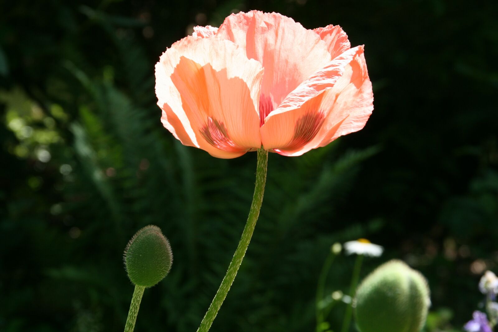 Canon EOS 400D (EOS Digital Rebel XTi / EOS Kiss Digital X) sample photo. Nature, flower, plant photography