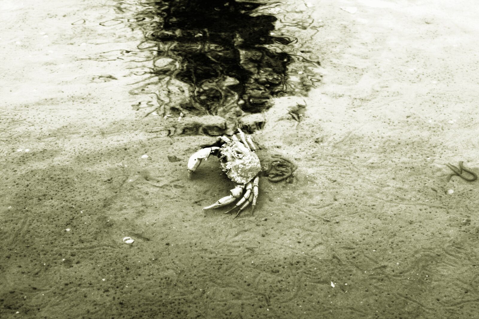 Canon EOS 1000D (EOS Digital Rebel XS / EOS Kiss F) sample photo. Cuxhaven, north sea, wadden photography