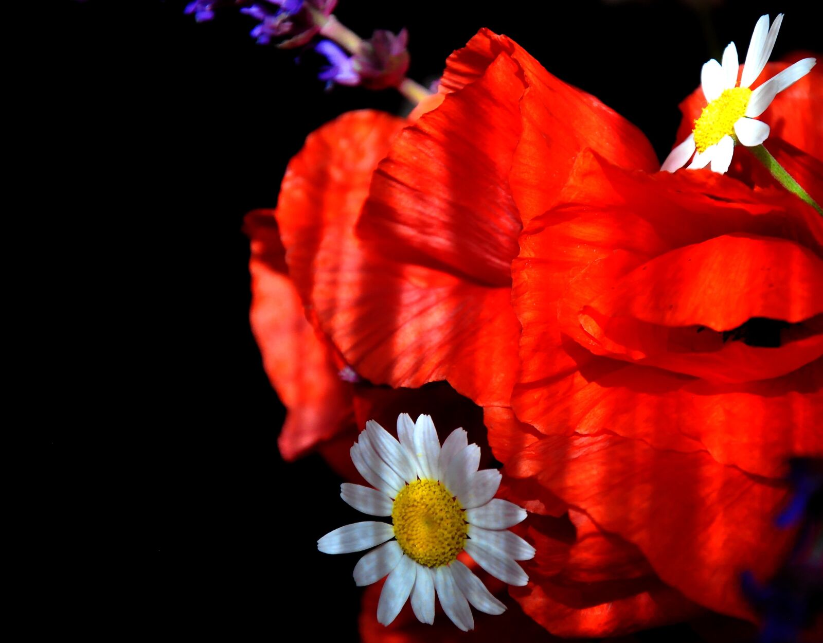 Nikon D90 sample photo. Spring, nature, poppy photography
