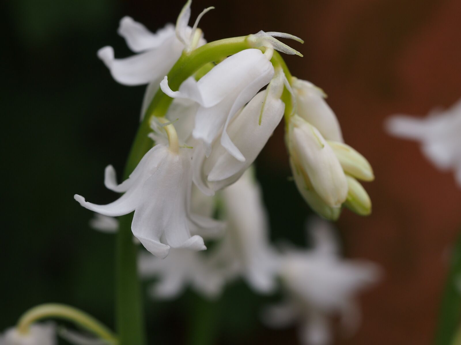 Olympus PEN E-PM1 sample photo. Snowdrops, spring, flower photography