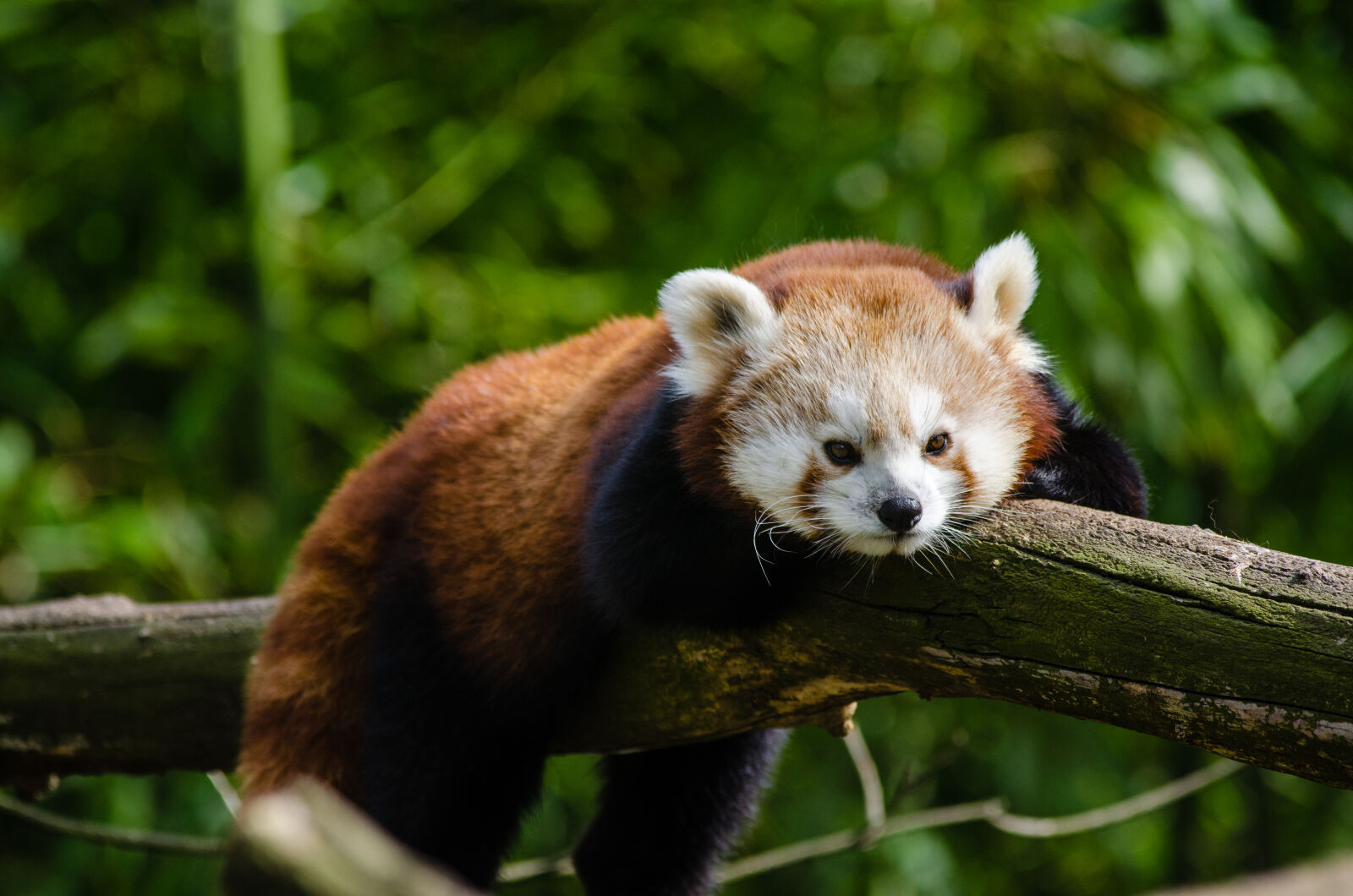 Nikon D7000 + Sigma APO Tele Macro 300mm F4 sample photo