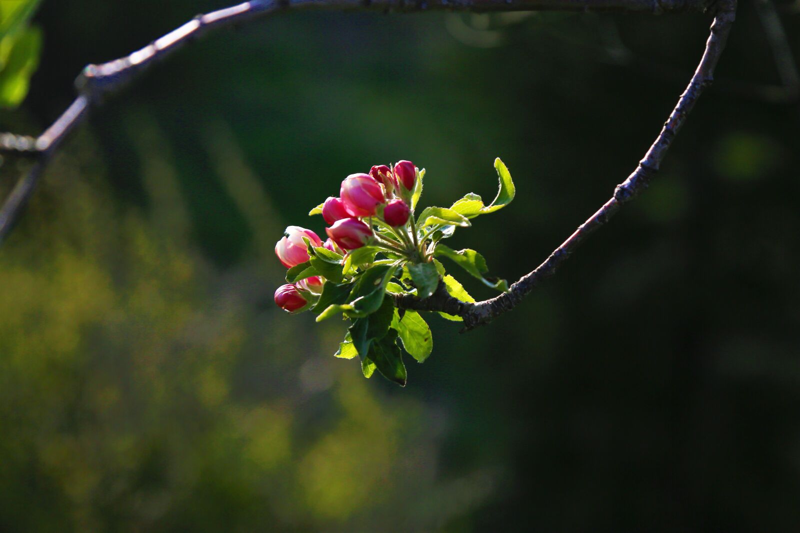 Canon EOS 5D Mark III sample photo. Flower, nature, bud photography