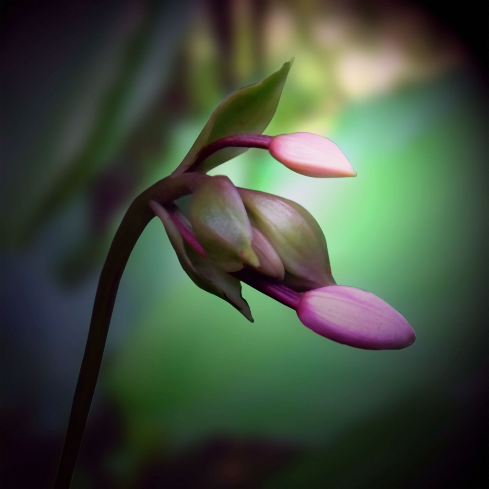 Fujifilm FinePix Z300 sample photo. Orchid flower bud, found photography