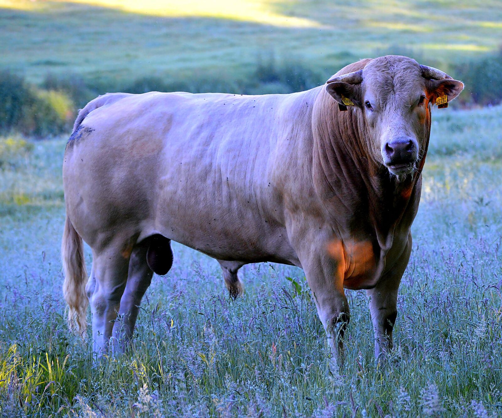 Nikon D3200 sample photo. Dawn, bull, beef photography