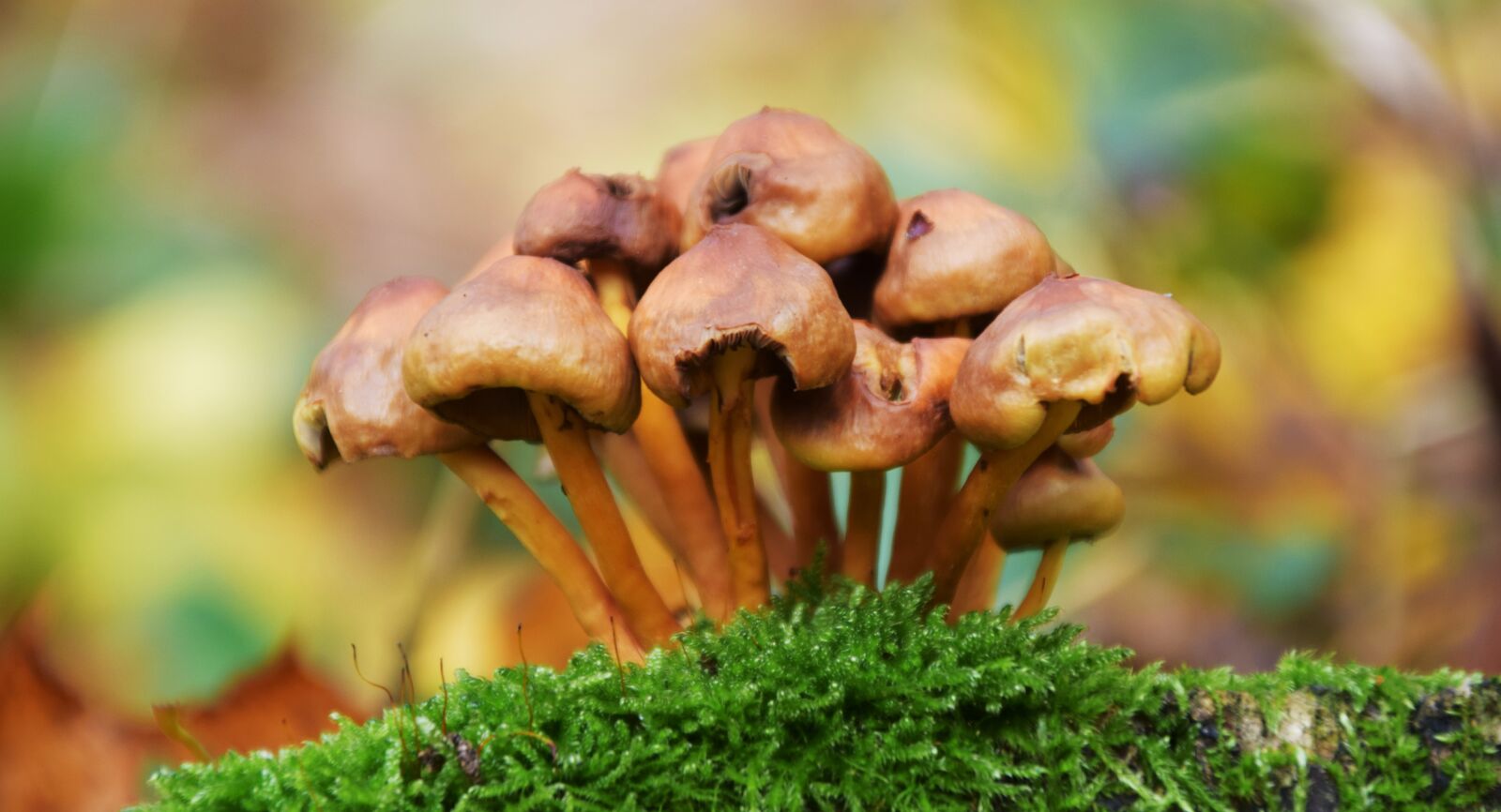 Nikon D3300 sample photo. Mushrooms, autumn, forest photography