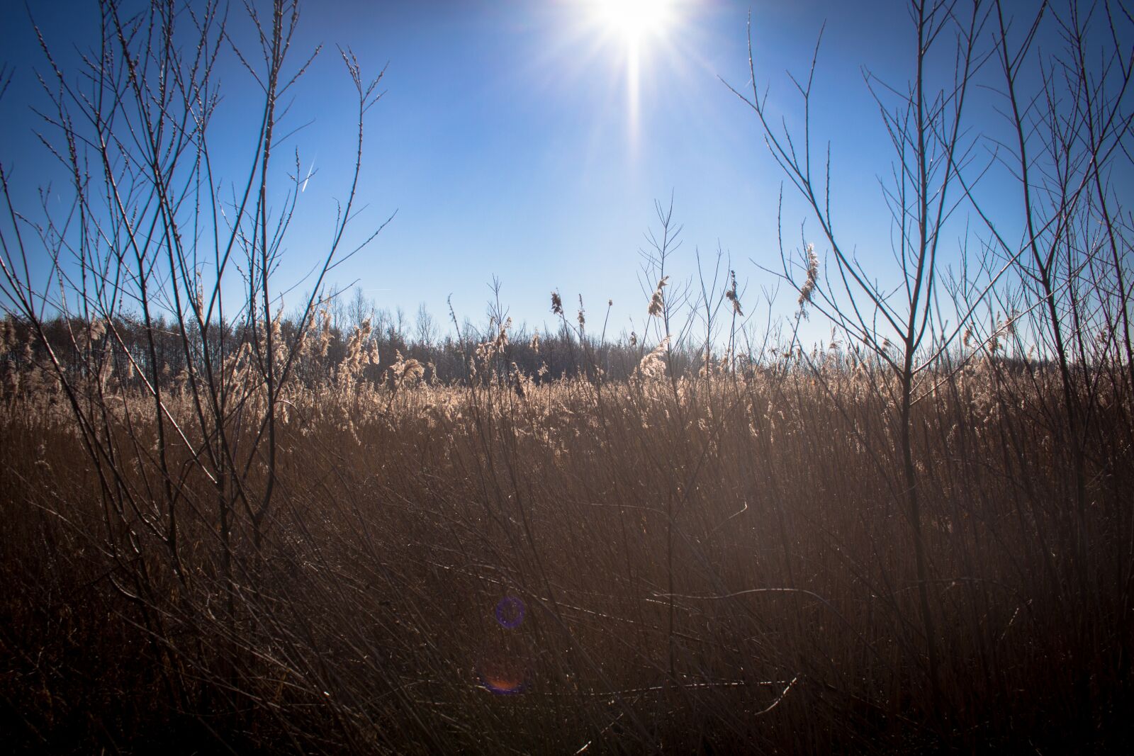Canon EOS 100D (EOS Rebel SL1 / EOS Kiss X7) sample photo. Reed, swamp, nature photography