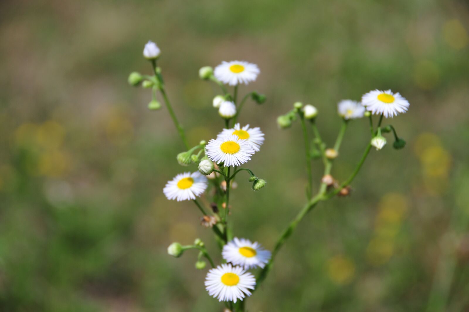Nikon D300S sample photo. Flower, plant, sumer photography