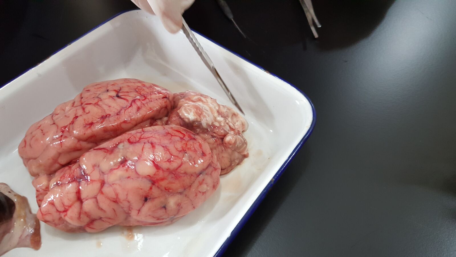 Samsung Galaxy Note5 sample photo. Brain, organ, experiment photography