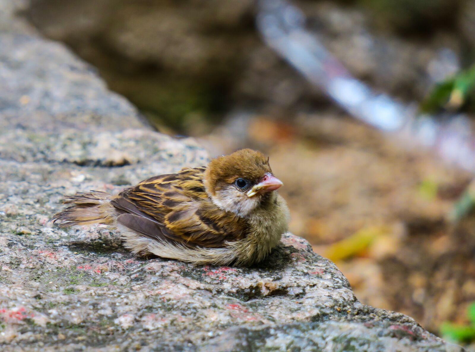Canon PowerShot G3 X sample photo. Bird, nature, outdoor photography
