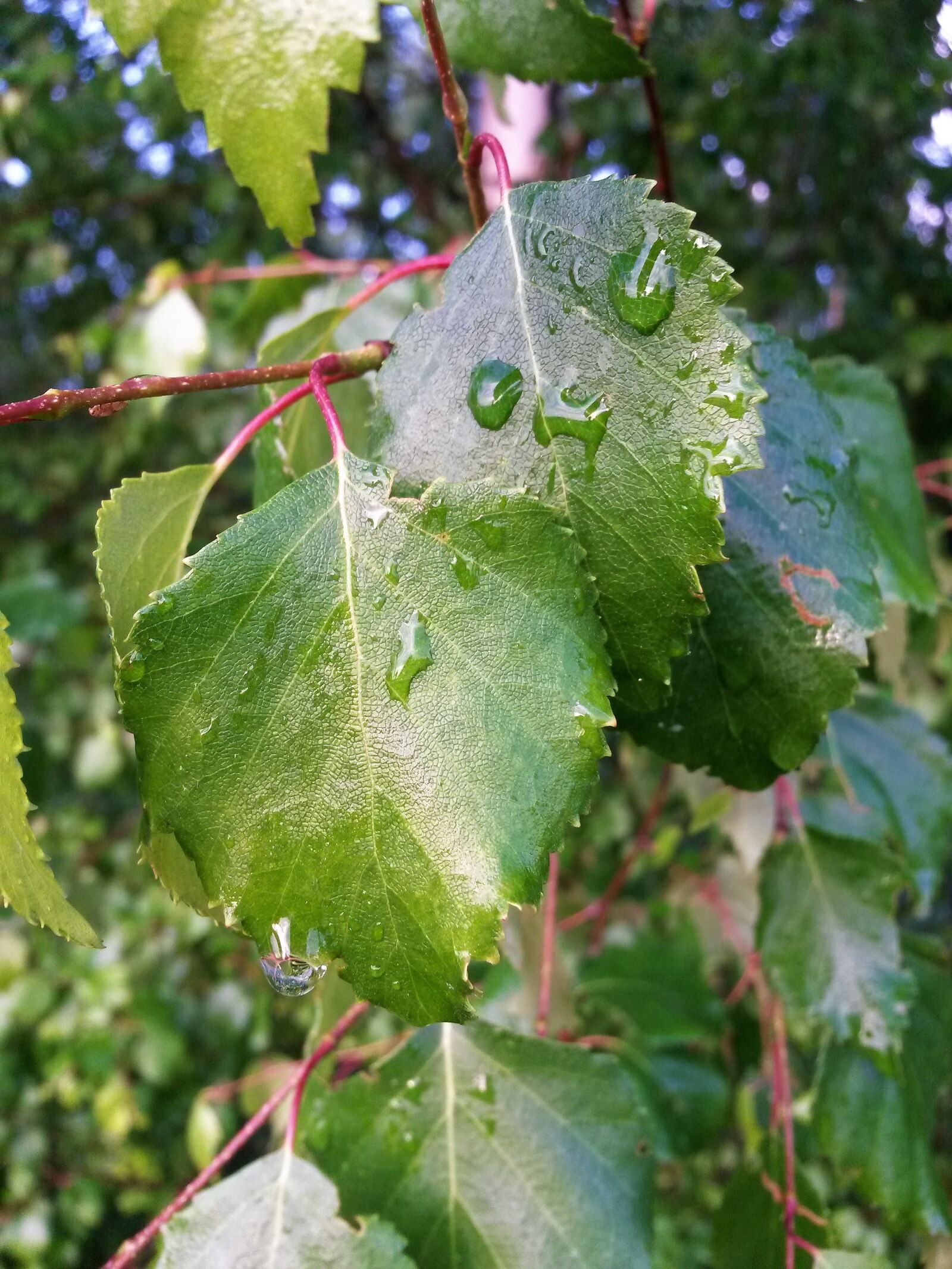 Samsung Galaxy S4 Mini sample photo. Leaf, nature, plant photography