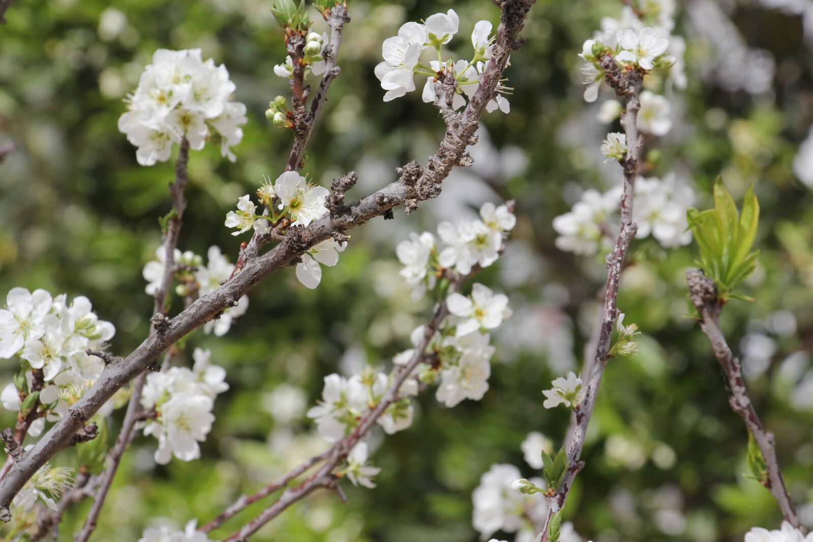 Canon EOS 60D sample photo. Flower, tree, nature photography