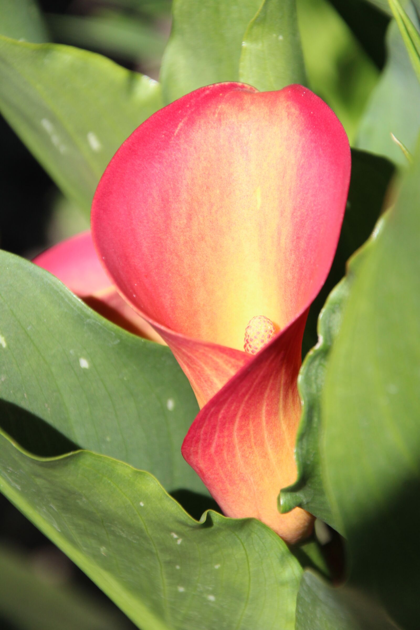 Canon EOS 1200D (EOS Rebel T5 / EOS Kiss X70 / EOS Hi) sample photo. Flower, funnel, funnel flower photography