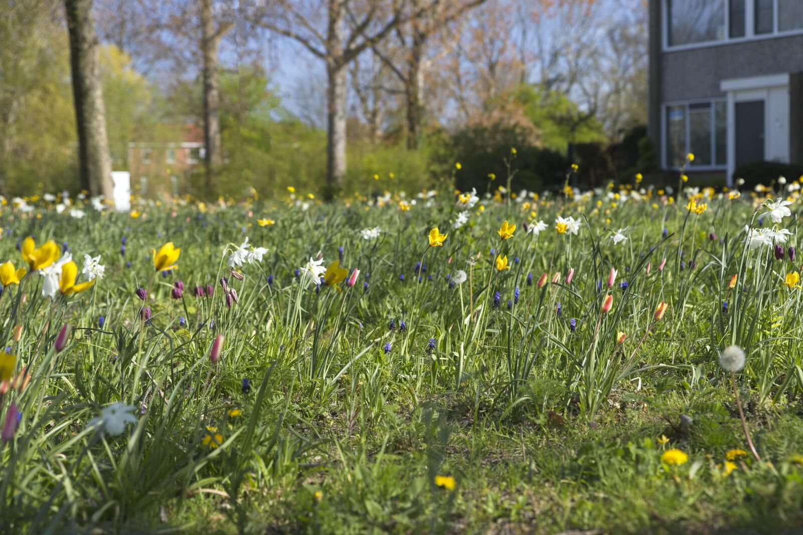 Canon EOS 6D Mark II sample photo. Spring, flowers, narcissus photography