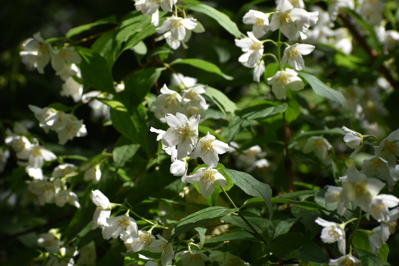 Nikon D3500 sample photo. Flowers, spring, flora photography