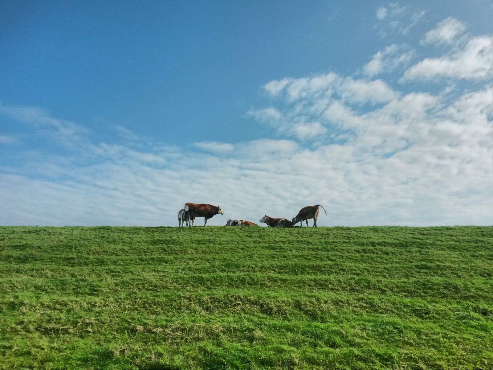 Samsung Galaxy S4 Mini sample photo. Cows, dike, group photography