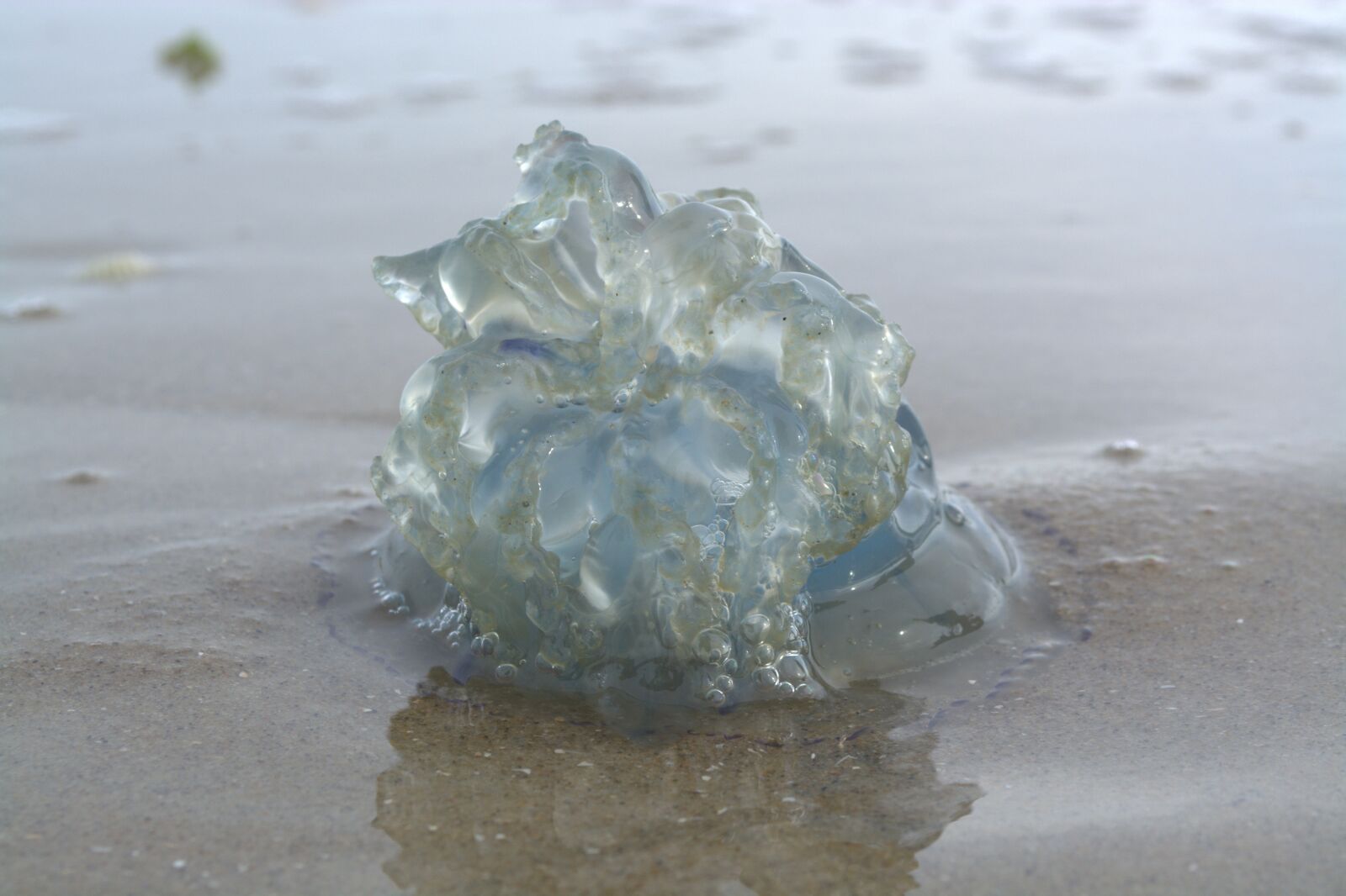 Nikon D5200 sample photo. Cauliflower jellyfish, jellyfish, tentacle photography