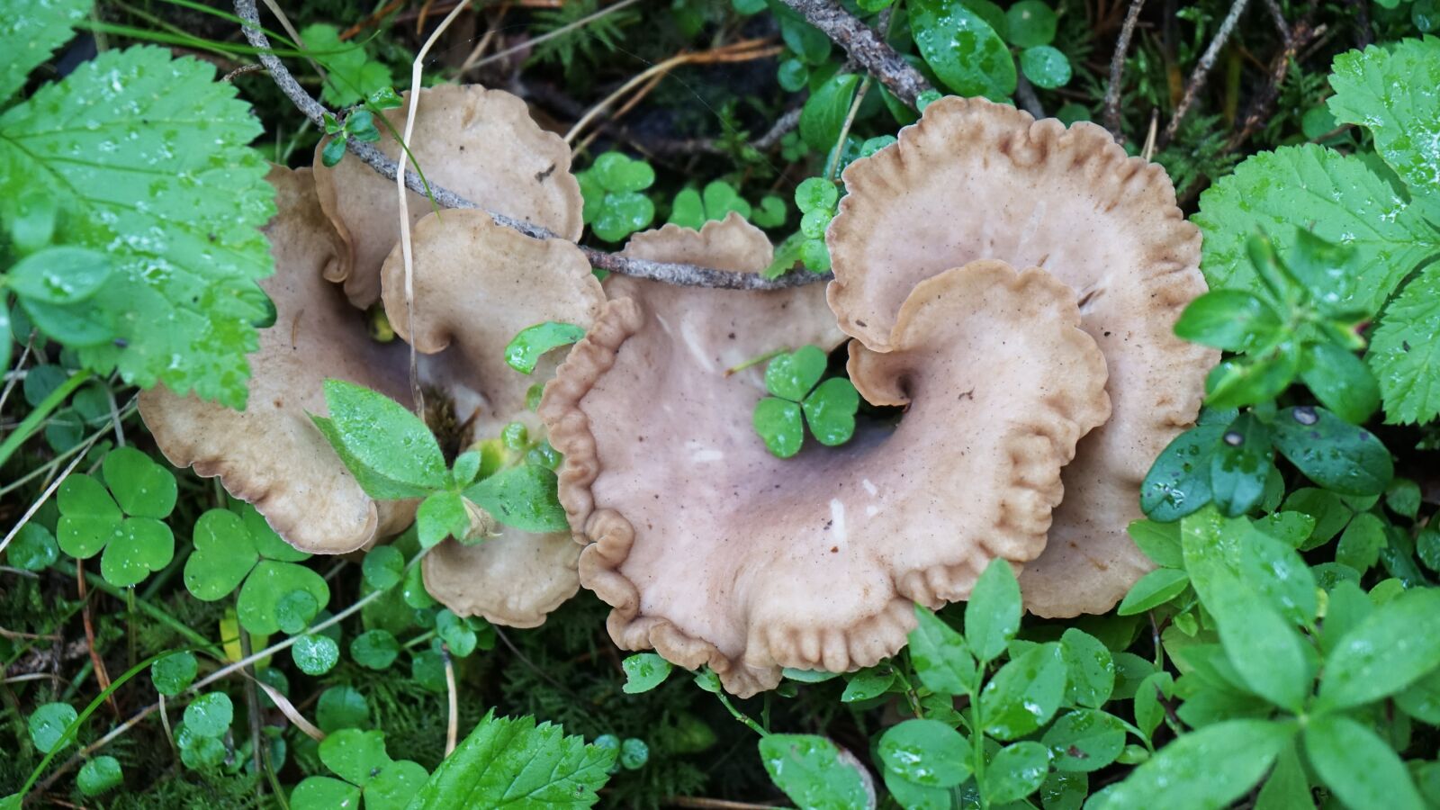 Sony a6000 + Sony Vario-Tessar T* E 16-70mm F4 ZA OSS sample photo. Mushrooms, greens, forest photography