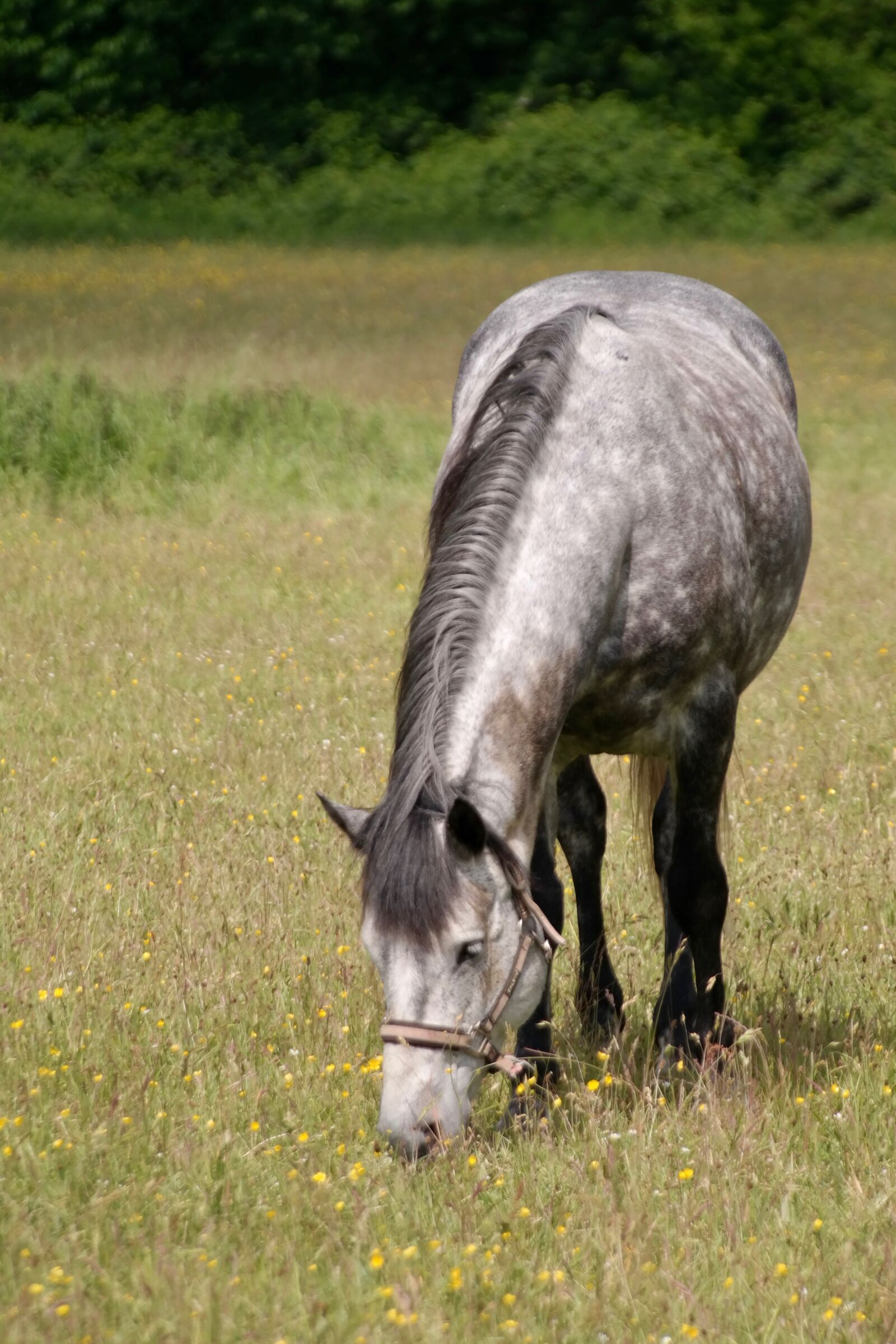 Samsung NX300 sample photo. Dapple, horse, graze photography
