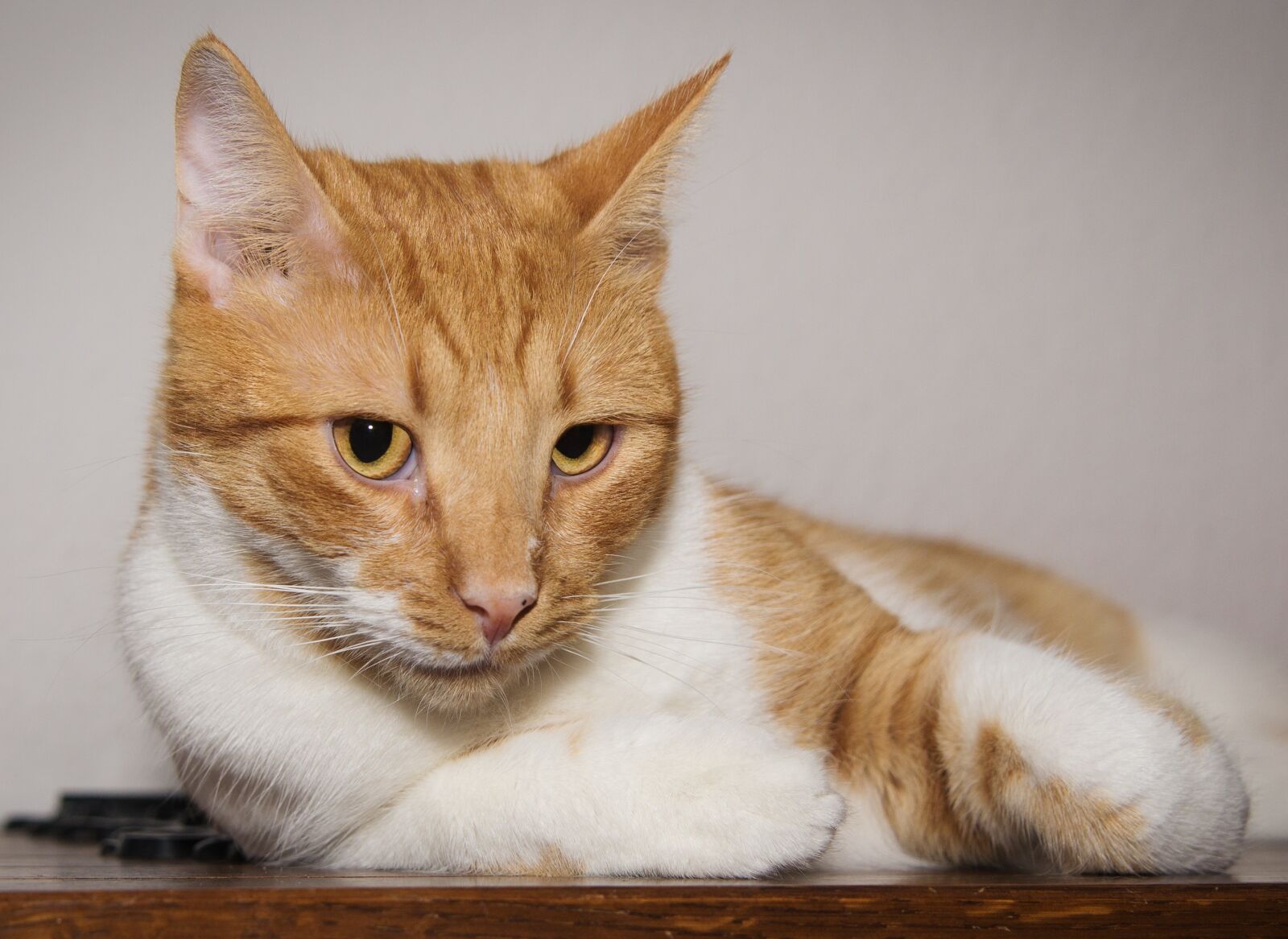 Sony SLT-A55 (SLT-A55V) sample photo. Cat, lying, curious photography