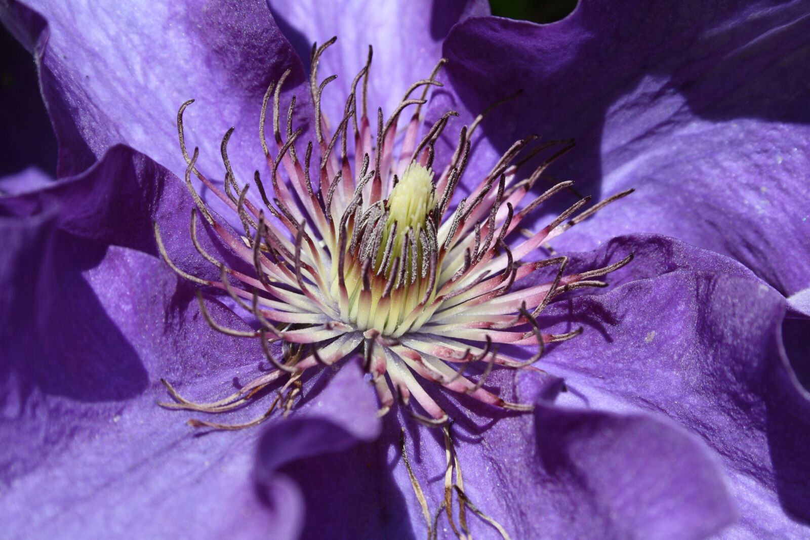 Canon EOS 1000D (EOS Digital Rebel XS / EOS Kiss F) sample photo. Purple, flower, blossom photography