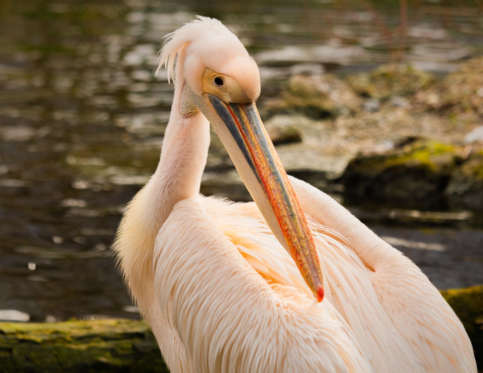 LUMIX G VARIO 100-300/F4.0-5.6II sample photo. Pelikan, water bird, bill photography