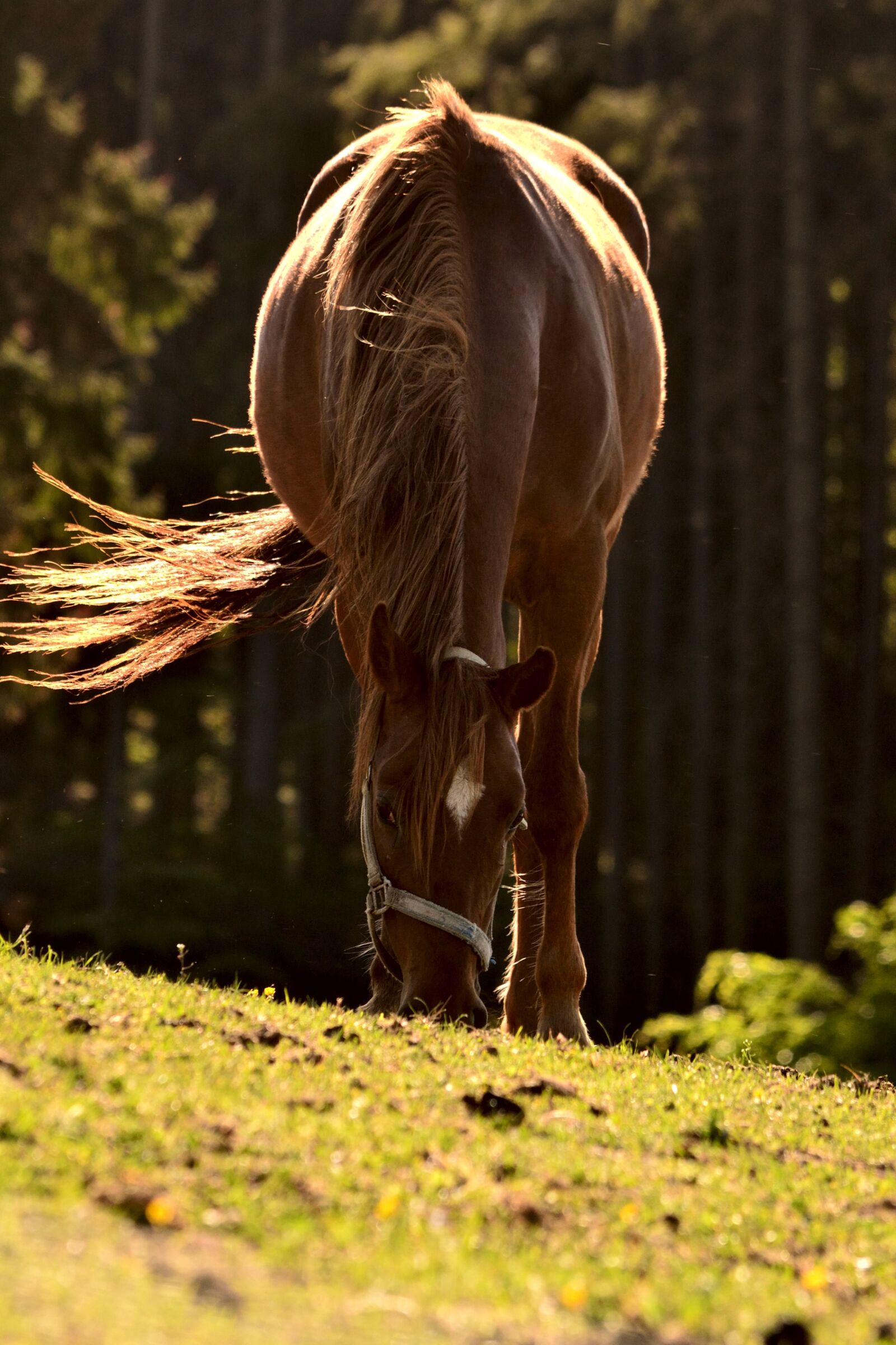Nikon D3100 sample photo. Horse, animal, nature photography