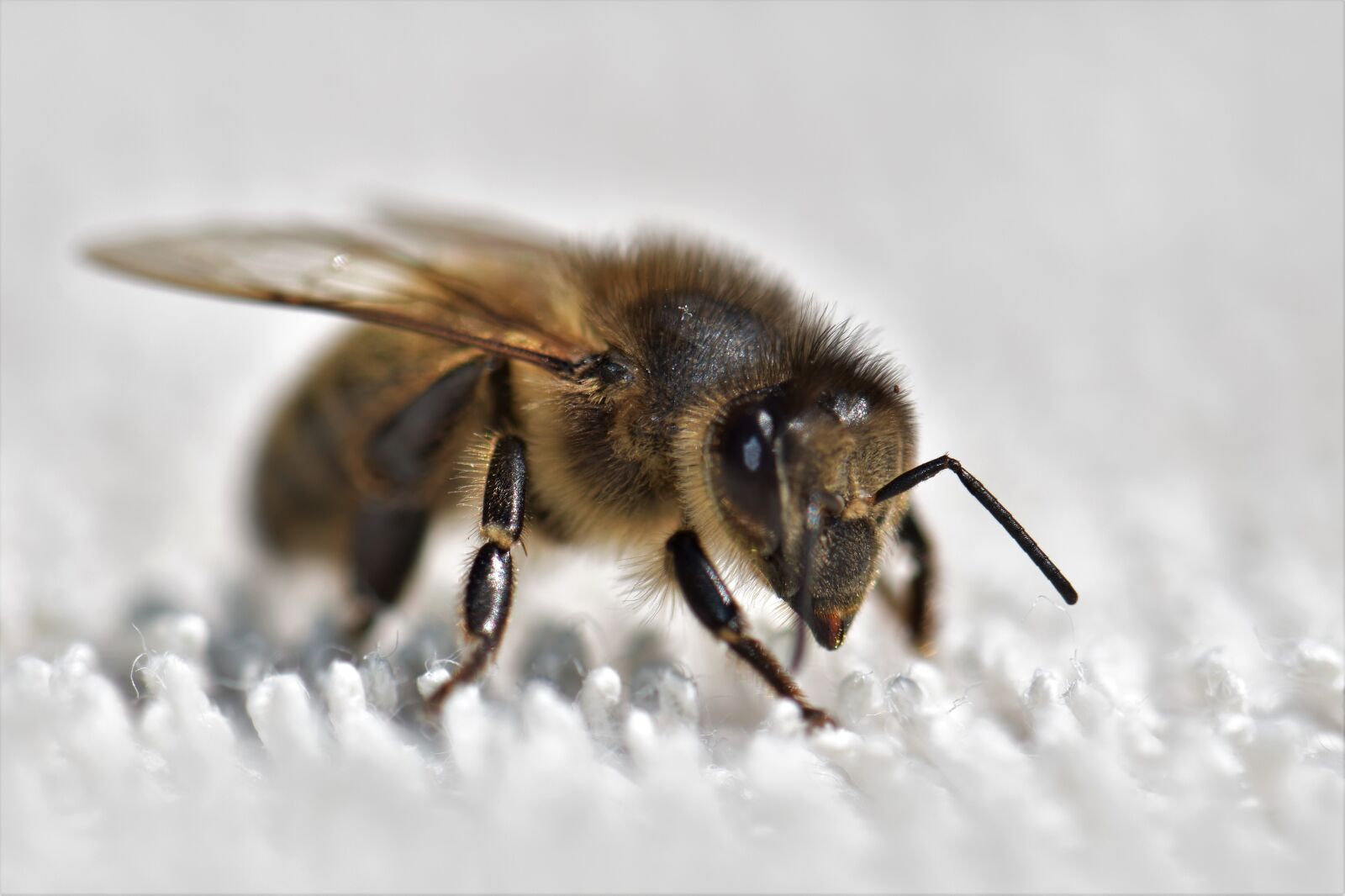 Nikon D5500 sample photo. Bee, honey bee, insect photography