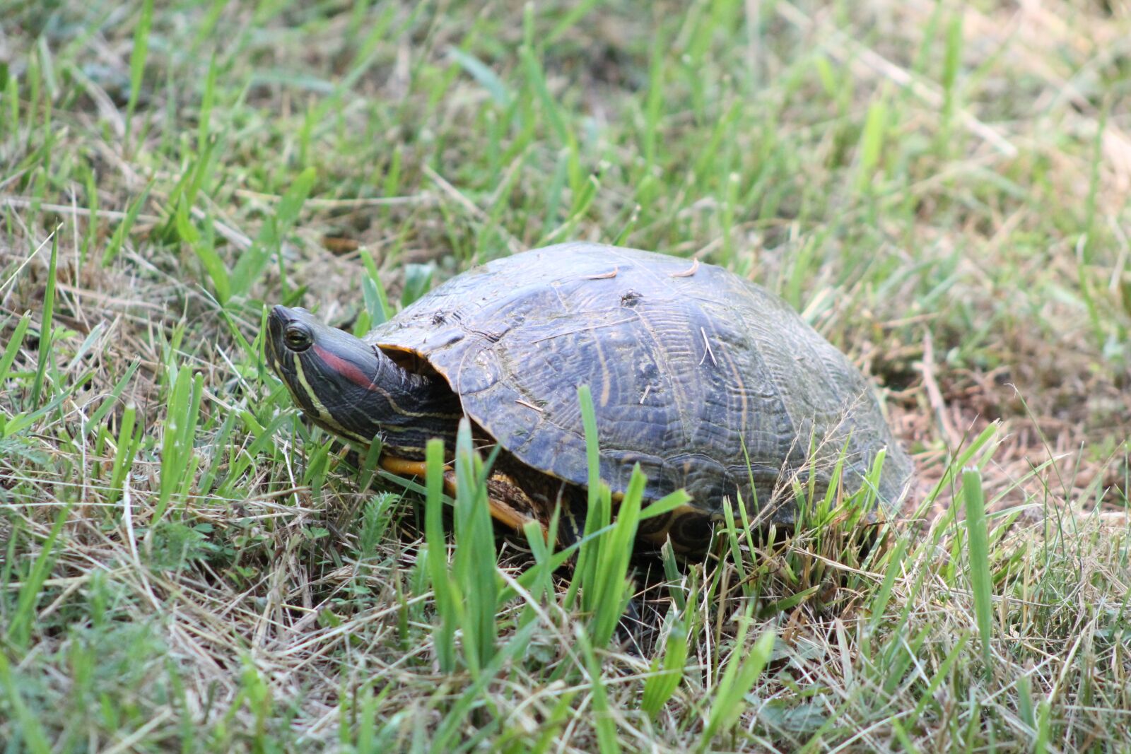 Canon EOS 1100D (EOS Rebel T3 / EOS Kiss X50) sample photo. Turtle, grass, nature photography