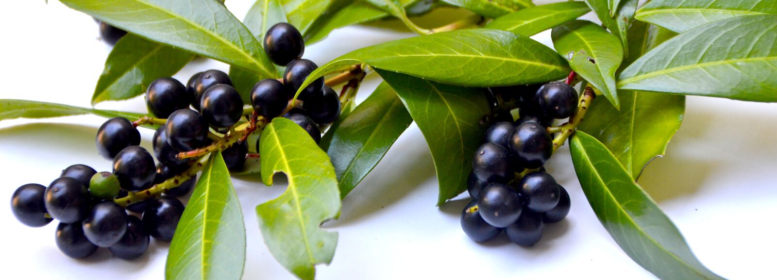 Nikon D3200 sample photo. Ornamental shrubs, cherry, cherry photography